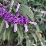 Salvia leucanthaBlüte