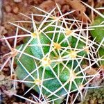 Coryphantha macromeris Levél