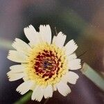 Tolpis umbellata Flower