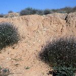 Henophyton deserti ശീലം