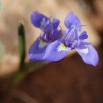 Moraea sisyrinchium Flower