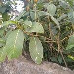 Sanchezia nobilis Folha