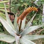 Aloe ferox പുഷ്പം