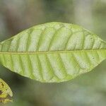 Pradosia cochlearia Leaf