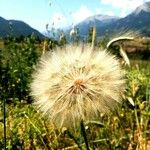 Tragopogon porrifolius 果實