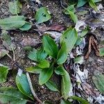 Potamogeton polygonifolius Leaf