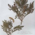 Gonospermum fruticosum ফুল