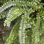 Asplenium trichomanesBlad