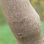 Alangium platanifolium Otro