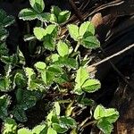Trifolium fragiferum Yaprak