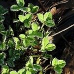 Trifolium fragiferum Leaf