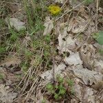 Sedum forsterianum Habit