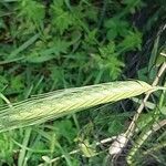 Triticum monococcum 果