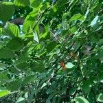 Prunus tomentosa Φρούτο