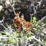 Chamaebatiaria millefolium Frutto