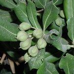 Pittosporum crassifolium Φρούτο