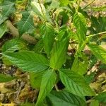 Dianthera secunda Leaf