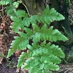 Dryopteris carthusiana برگ