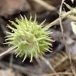 Medicago rigidula Fruit