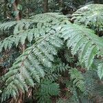 Cyathea arborea Hábito