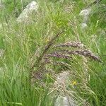 Calamagrostis canescens Folha