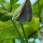 Vigna unguiculata 花