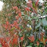 Photinia glabra Habit