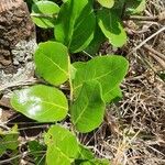 Mystroxylon aethiopicum Leaf