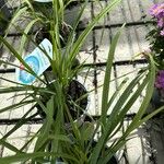 Cymbopogon citratus Лист
