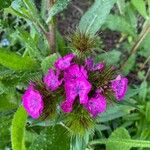 Dianthus barbatusফুল