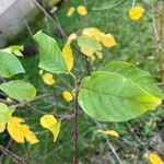 Frangula alnus Foglia