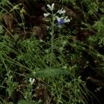 Collinsia verna অভ্যাস