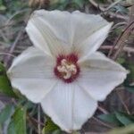 Merremia dissecta Квітка