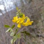 Hippocrepis emerus Blomma