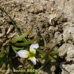 Damasonium polyspermum Elinympäristö