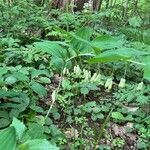 Polygonatum multiflorumBlomma