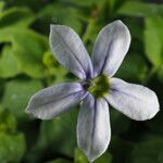 Lobelia pedunculata Flower