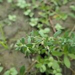 Polygonum plebeium Feuille