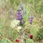 Eryngium leavenworthii 花