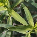 Euphorbia serrata Folla