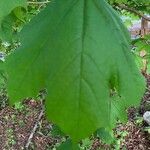 Acer platanoidesFolha