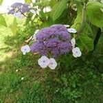 Hydrangea sargentianaFlor