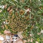 Echinophora spinosa 果實