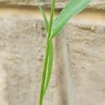 Echinochloa colona Casca