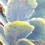 Kalanchoe fedtschenkoi Leaf