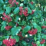 Viburnum sieboldii Φύλλο