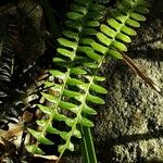Blechnum penna-marina Leaf