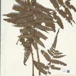 Cyathea cyatheoides Folla