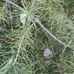 Hakea sericea Fruto