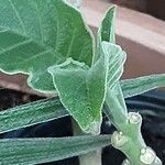 Brugmansia versicolor Blad